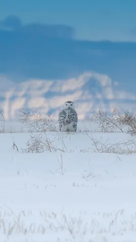 Snowy owl near the Canadian Rockies, Canada