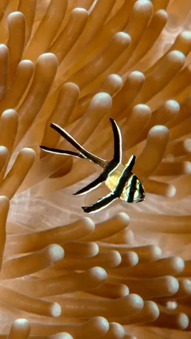 美丽的条纹小鱼！