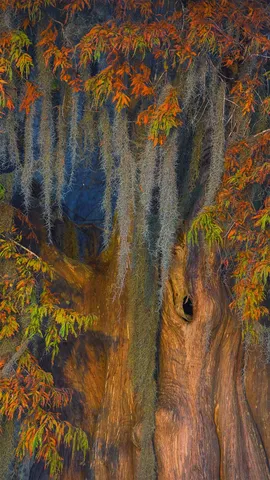 阿查法拉亚盆地的秃柏和西班牙苔藓，路易斯安那州