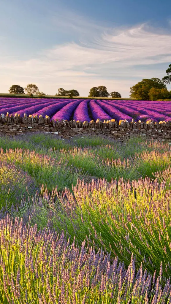 一面に広がる紫