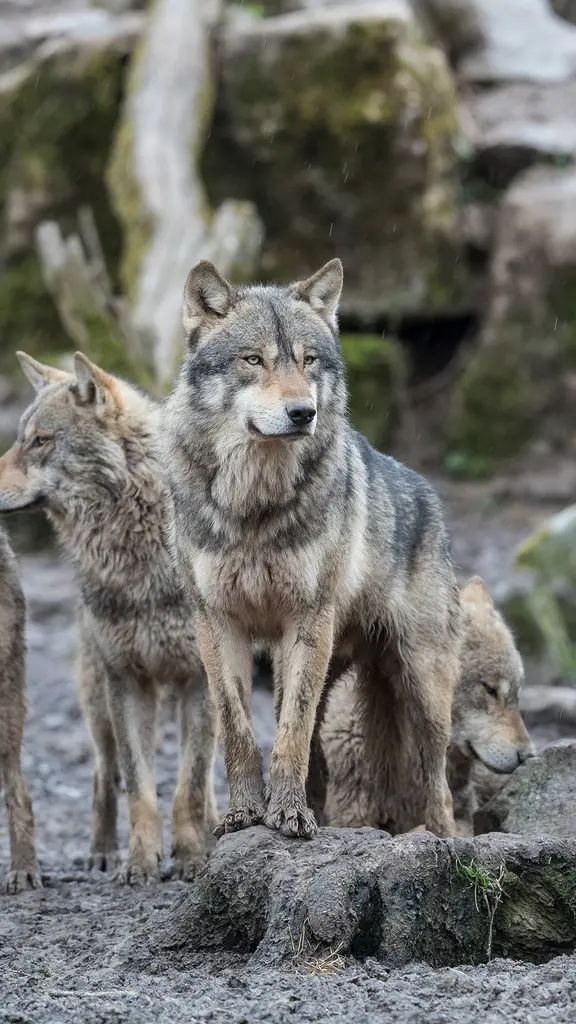 Une cohabitation &agrave; r&eacute;inventer