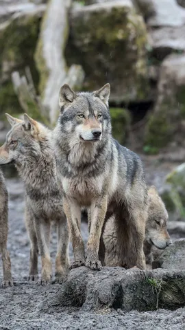 Une cohabitation &agrave; r&eacute;inventer