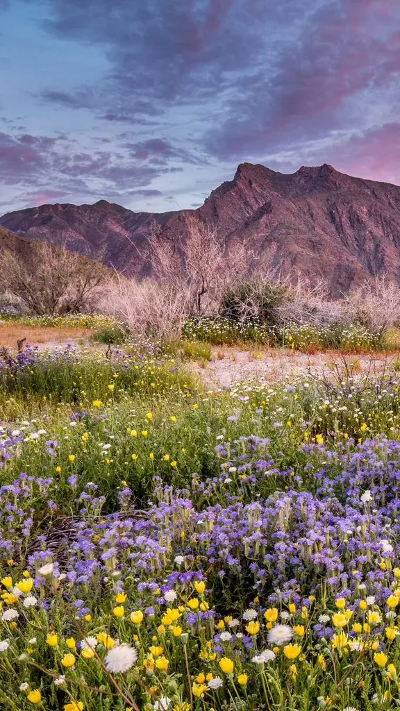 花々が咲き誇る砂漠