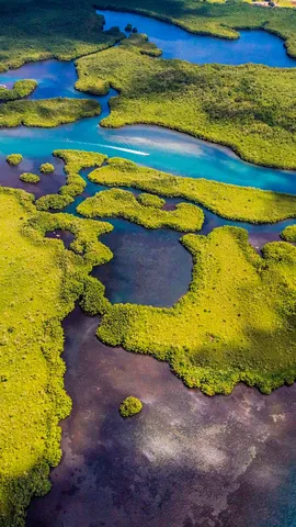 豊かなマングローブが生息する湾
