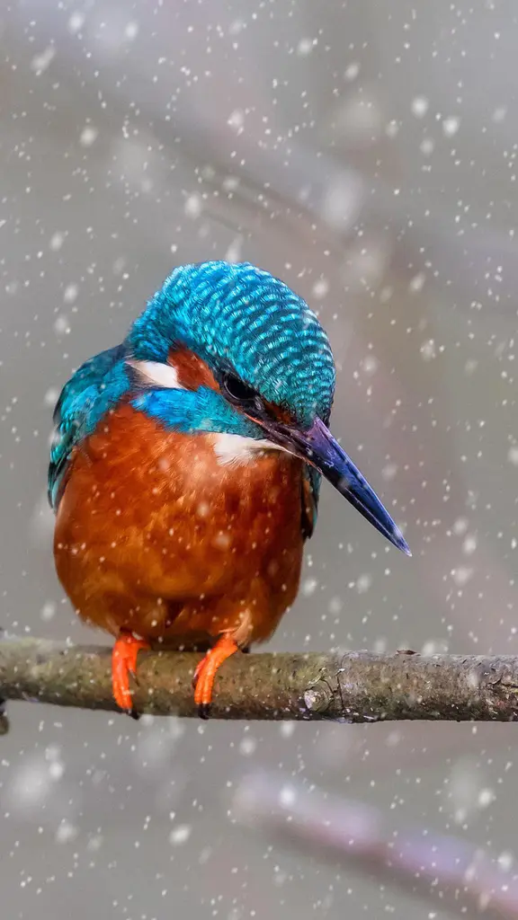 Winter's brightest catch