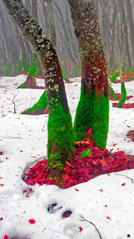 宛如圣诞精灵的树干，乌克兰喀尔巴阡山脉