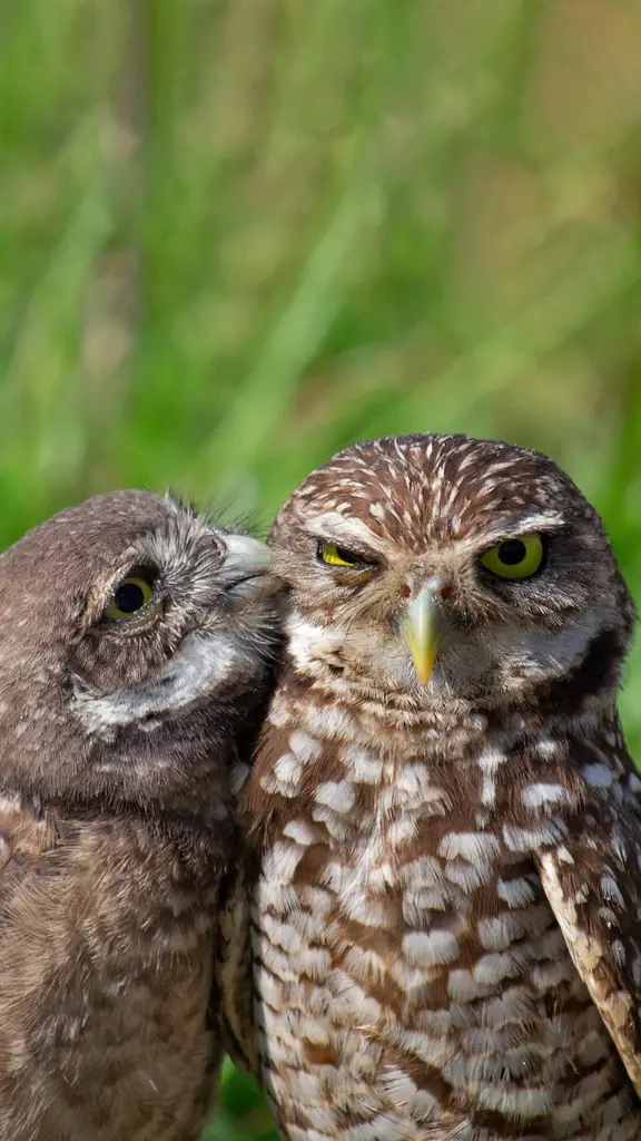 猫头鹰界的叛逆小鸟