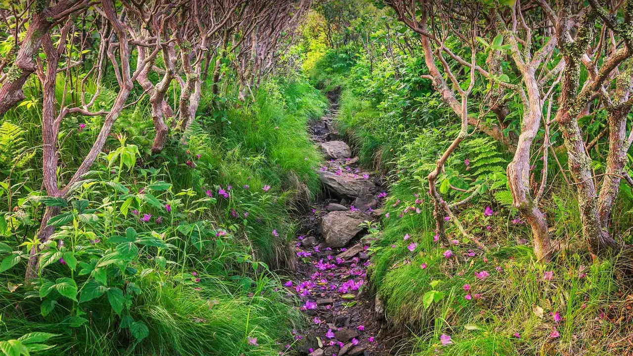 飘落的杜鹃花瓣铺在Grassy Ridge Bald山的小径上，北卡罗莱纳州皮斯加国家森林
