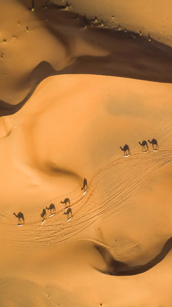 Navios do deserto, ahoy!