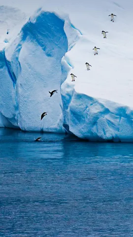 从冰山跃入水中的阿德利企鹅，南极