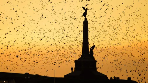 Honouring the fallen