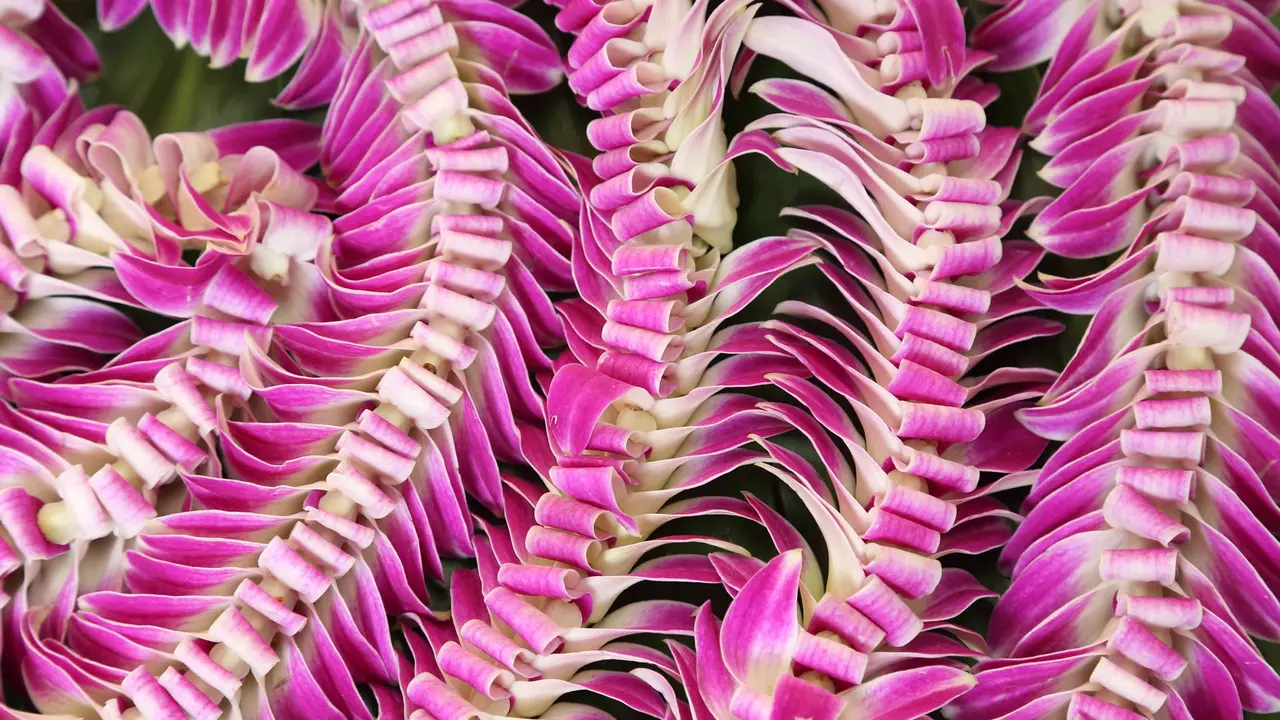 Primo Maggio alle Hawaii