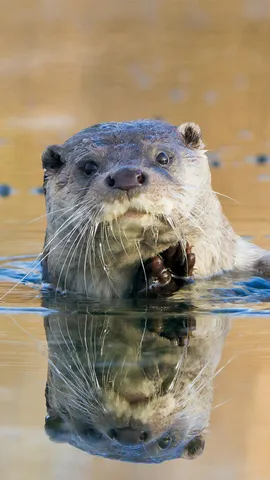The 'otter' side of life