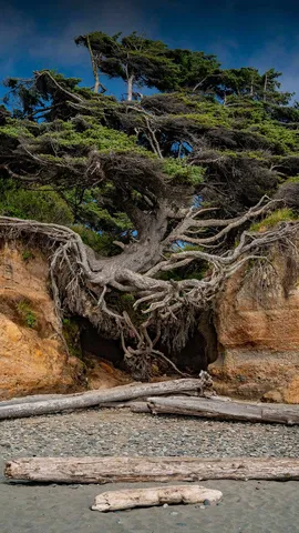 For tree's a jolly good fellow