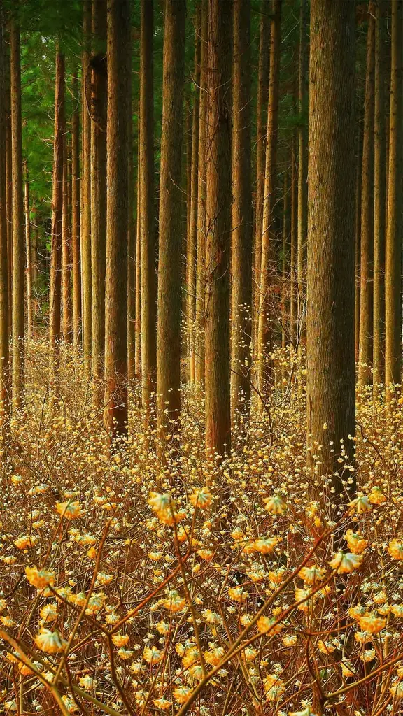 是金色的花朵？还是造纸的灵魂？
