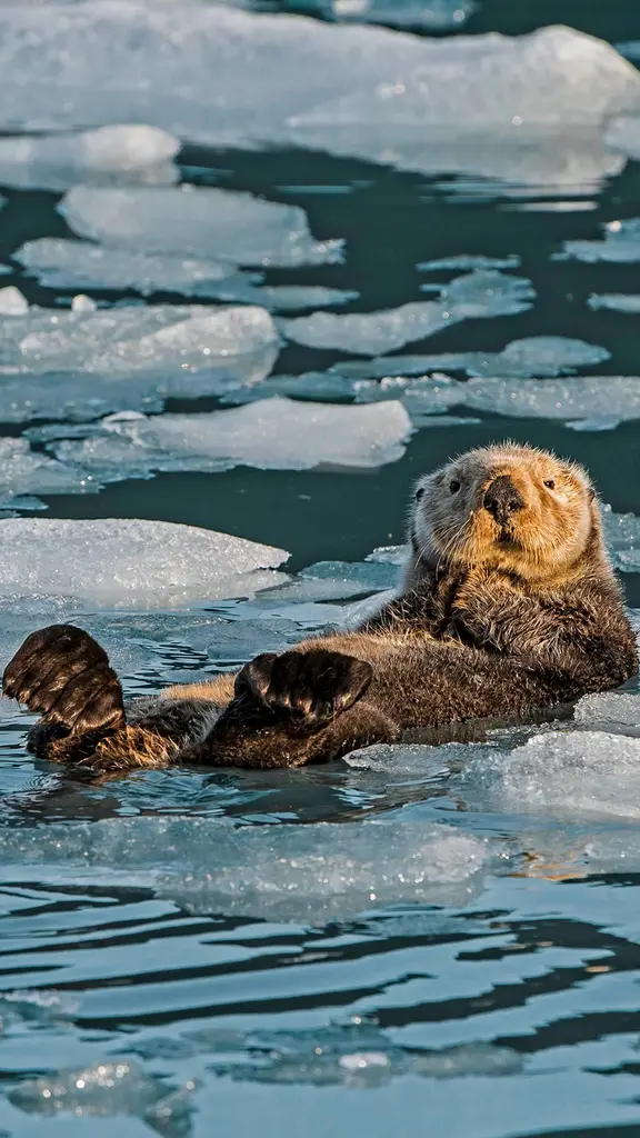 今週はラッコ啓蒙週間
