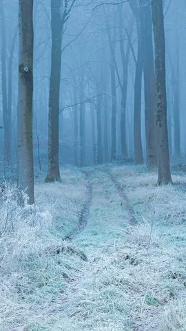 白霜覆盖下的山毛榉林，英格兰多塞特郡