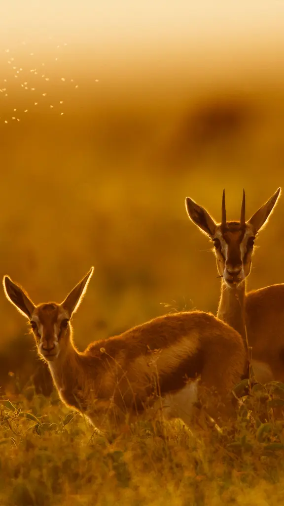トムソンガゼルの母子