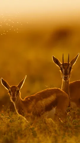 Following mom's lead