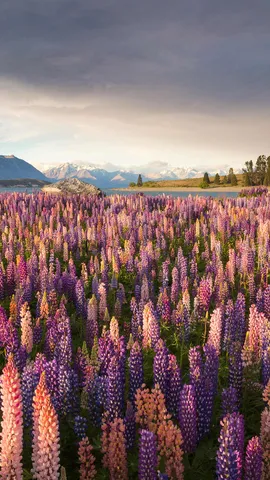 Vielbl&auml;ttrige Lupinen, soweit das Auge reicht!