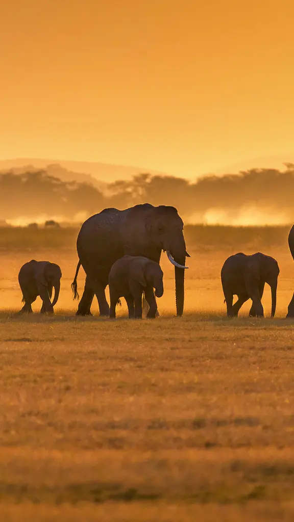 Herd you loud and clear