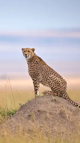 Cheetah in Maasai Mara National Reserve, Narok, Kenya