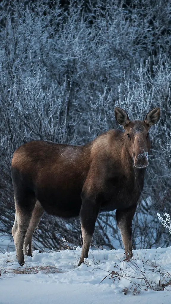 Majest&auml;t der Wildnis