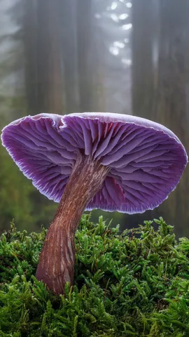 The spore the merrier