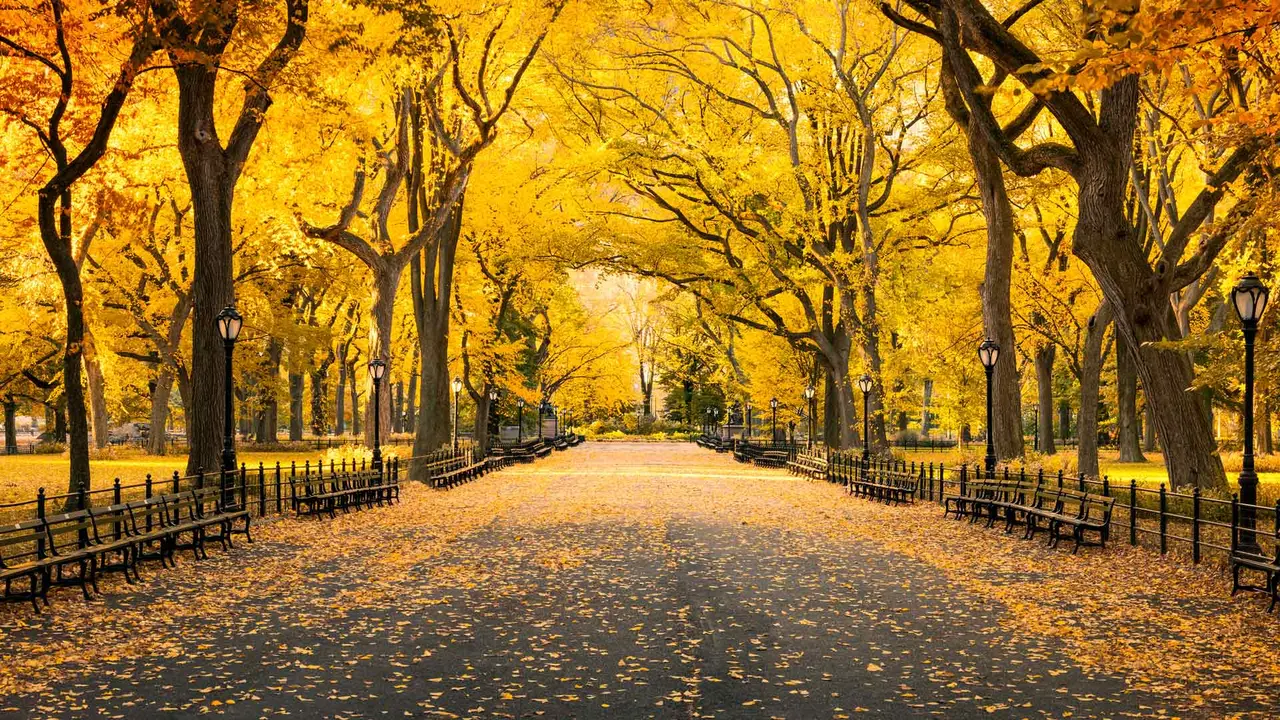 Falling for Central Park