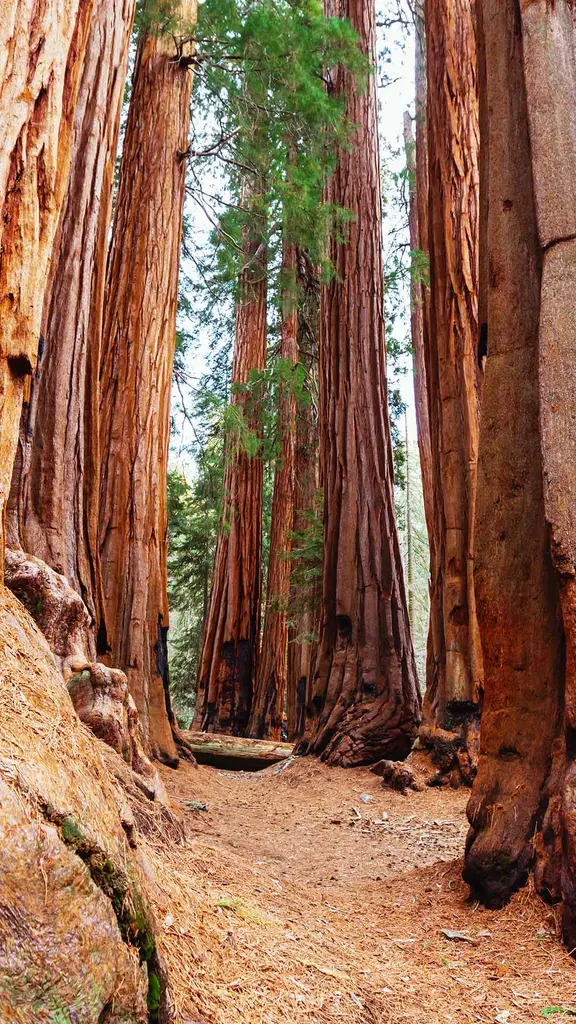 The realm of ancient giants