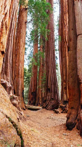 The realm of ancient giants