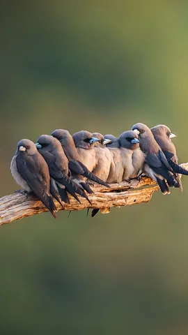 Birds of a feather stick together