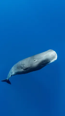 在多米尼加罗索海岸附近的抹香鲸，加勒比海