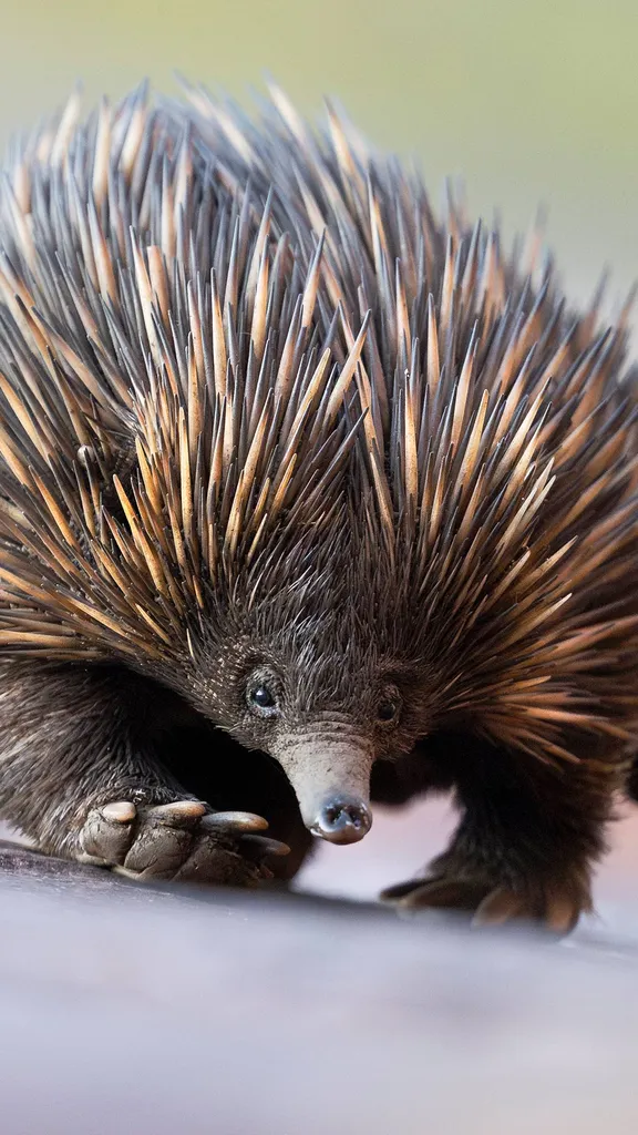 El guardi&aacute;n espinoso de Australia