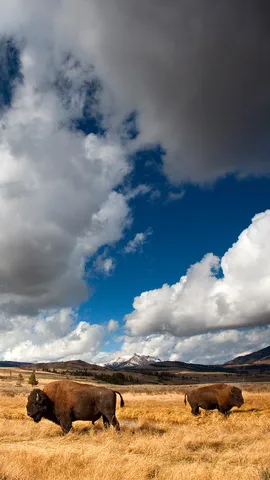 From near extinction to national icon