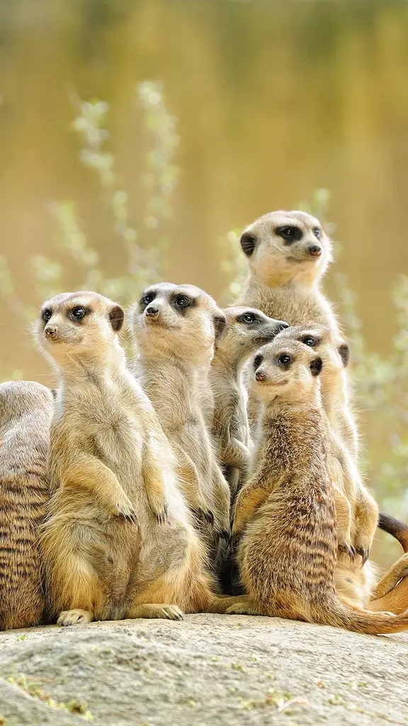 Les sentinelles du d&eacute;sert