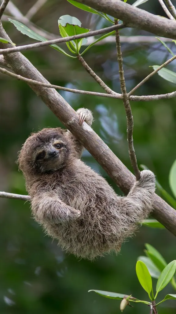 &iexcl;Qu&eacute; perezoso!