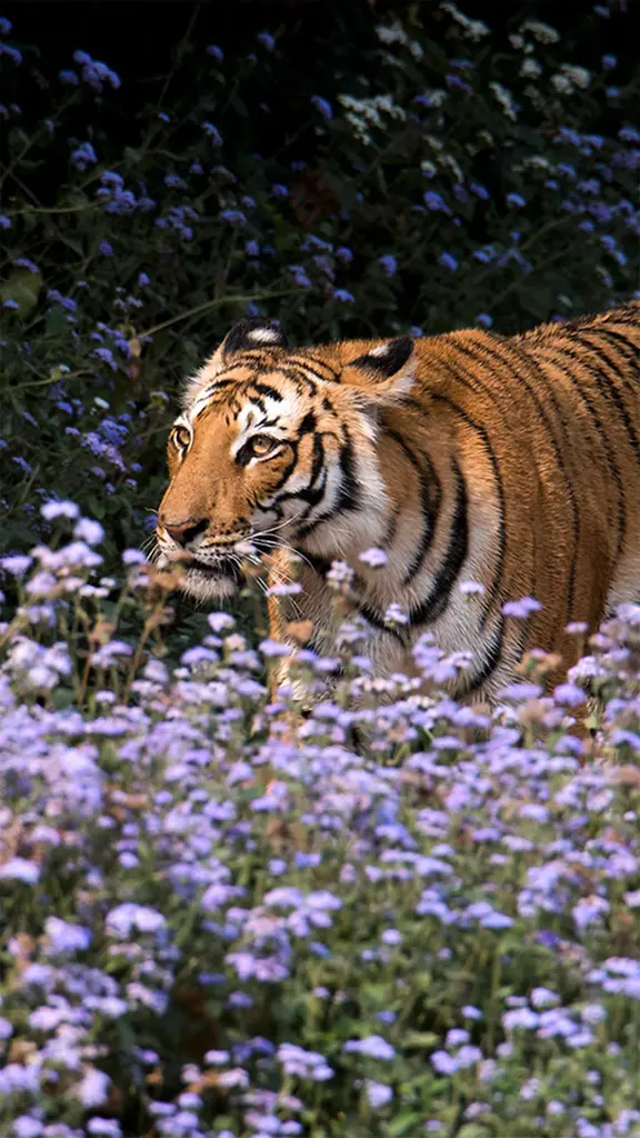 A silent force in India's wilderness