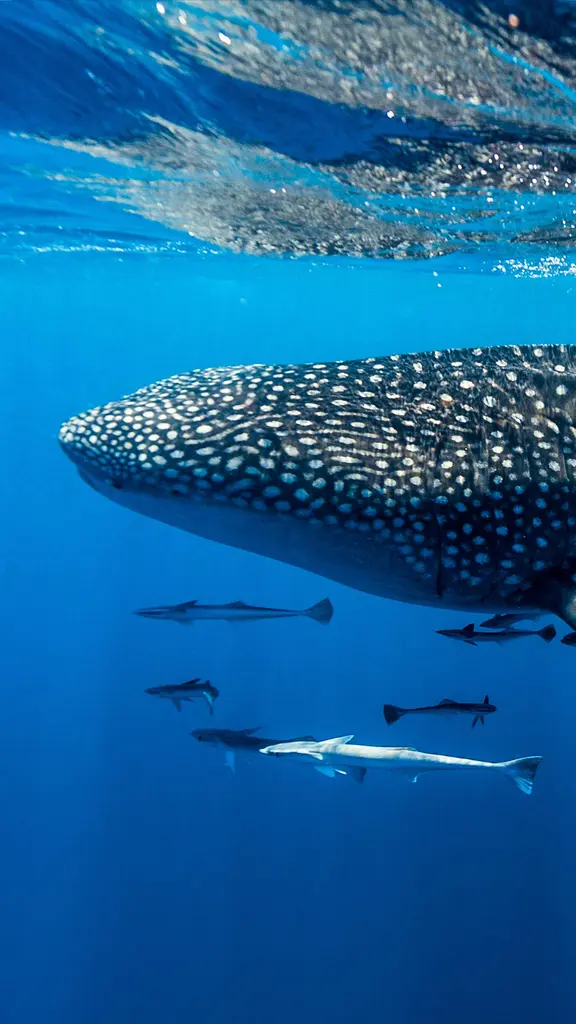 Un grande amico dei sub