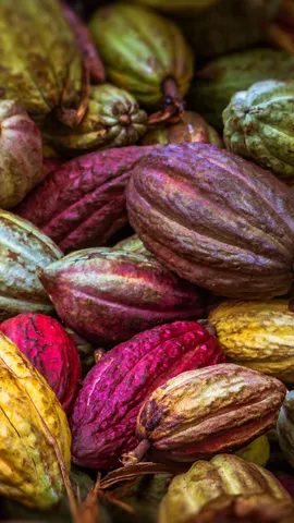 Die Lieblingsfrucht eines Schokoladenliebhabers