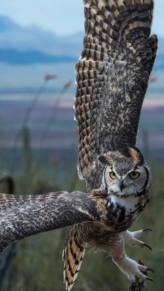 Sguardo saggio e reale