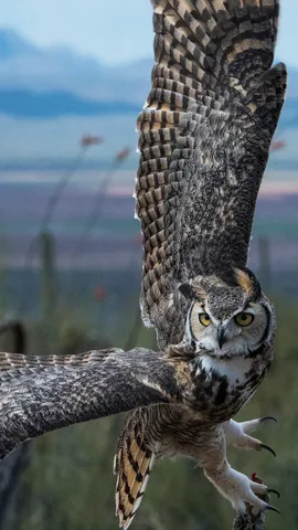 暗闇のスーパーハンター