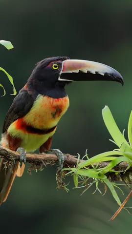 Bunt, stolz und unverwechselbar