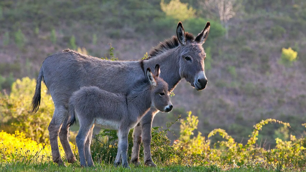 More than a hee-haw