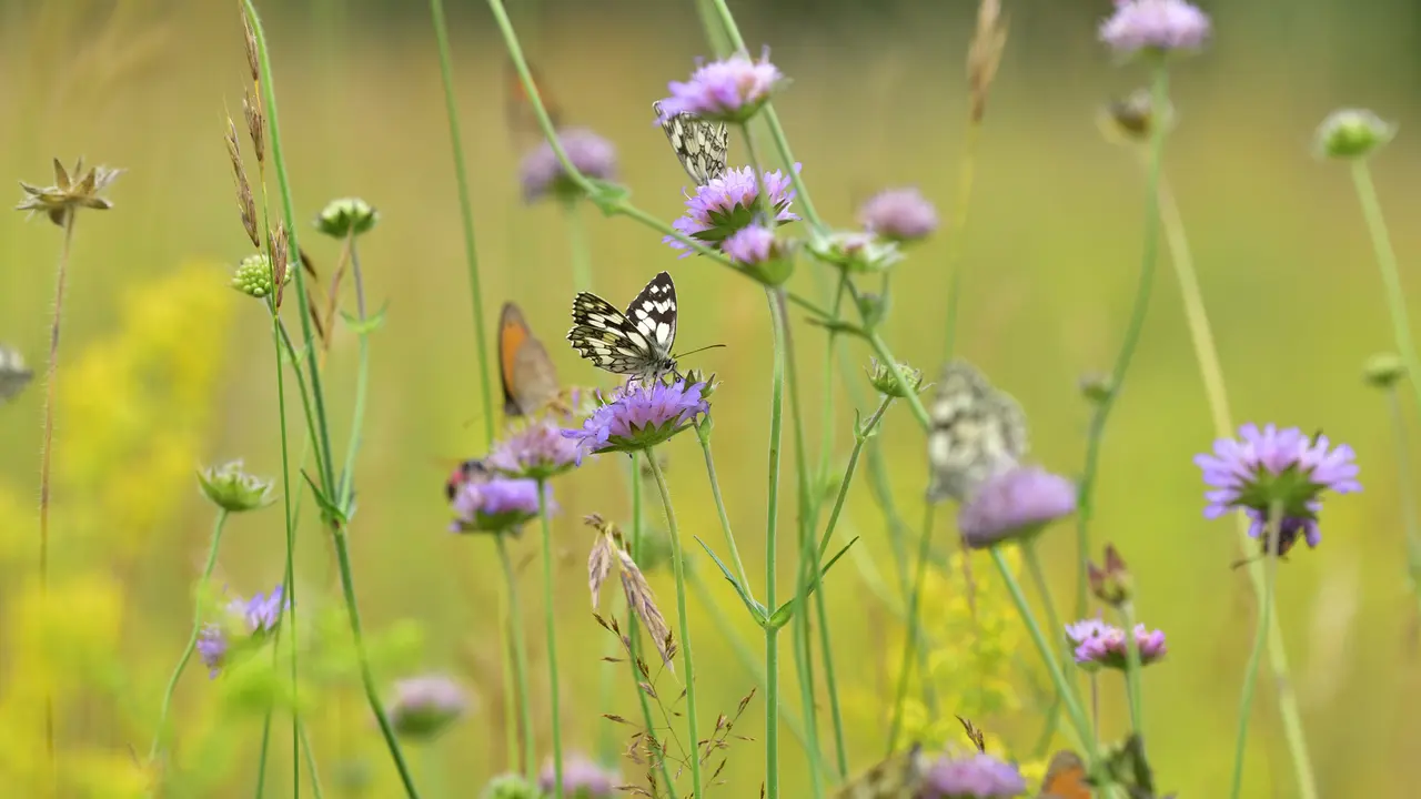 Schweben wie ein Schmetterling