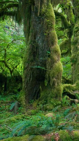 A different kind of rainforest