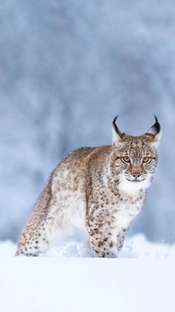 Wie der Luchs wohl schnurrt?