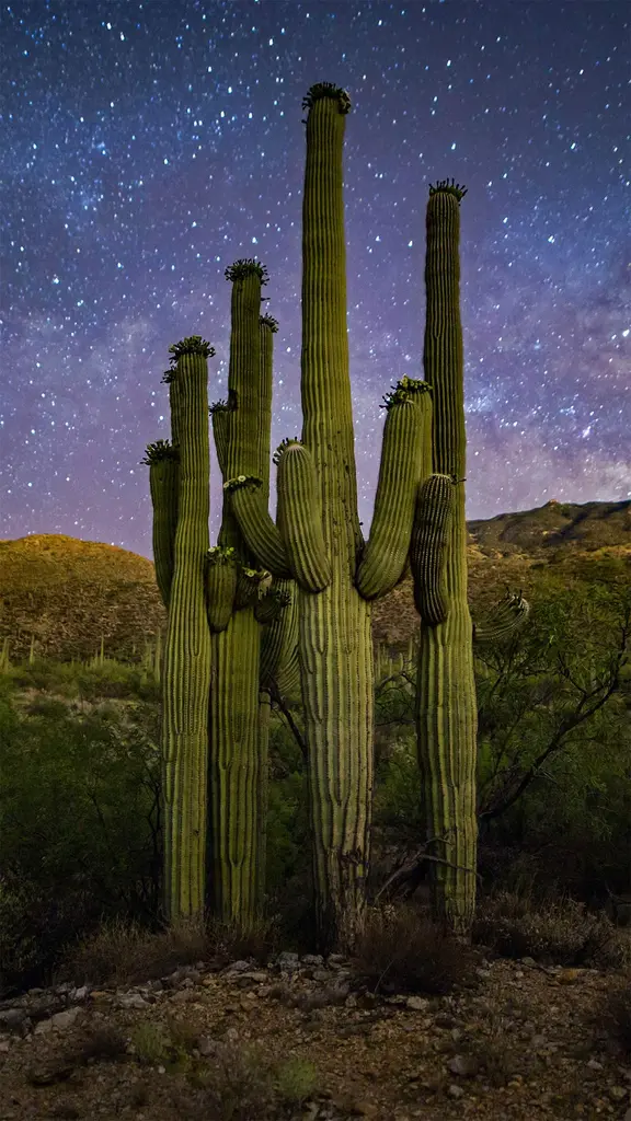 星空下的仙人掌家族，美国萨瓜罗国家公园