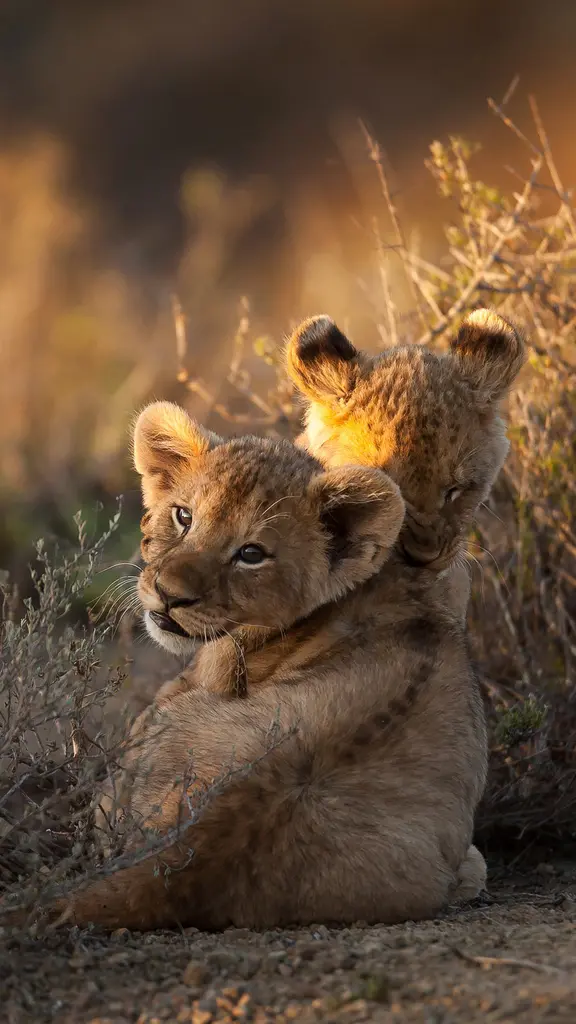 Sunrise on the savanna