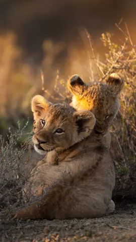 Um filhote de le&atilde;o, raio da manh&atilde;